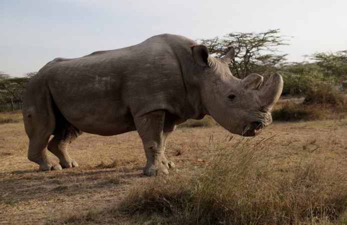 The last surviving male northern white rhino named 'Sudan' is seen at the Ol Pejeta Conservancy in Laikipia, Kenya June 18, 2017. World's last male northern white rhino