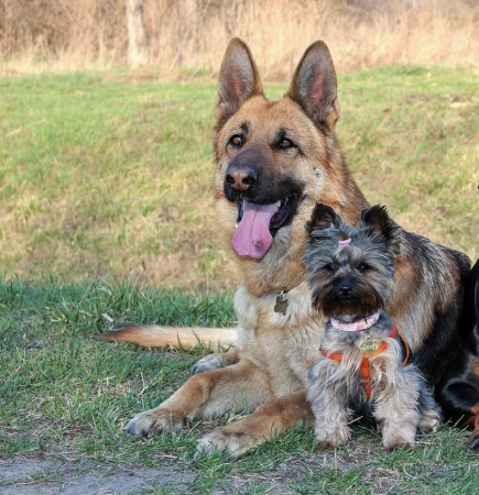 (Picture for representation) A German Shepard was seen trying to help his friend to climb a wall. Dogs