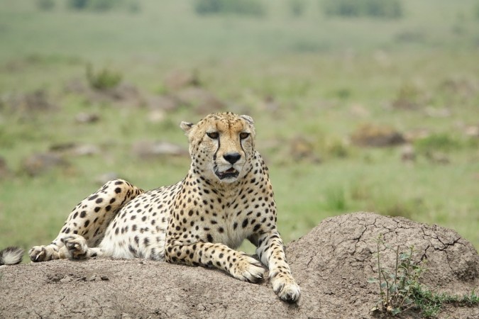 (Representational Image) Solo- the cheetah cub- was born without any sibling. Representational Image
