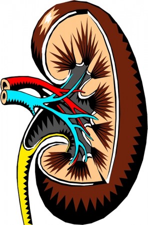 World Kidney Day, Kidney,
