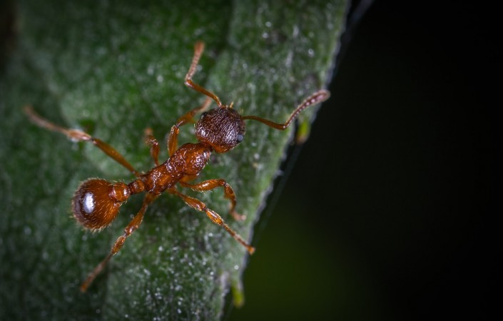 There are ants that explode to kill enemies in the jungles of Southeast Asia- Representational image Ants