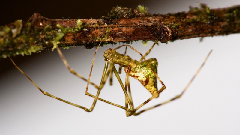 Adaptive radiation in spiders Hawaiian stick spiders