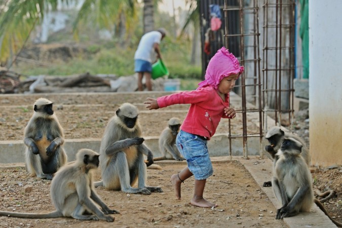 Samarth Bangari, 2, plays with langur monkeys at his home in Allapur in India's southwest Karnataka state. Monkey