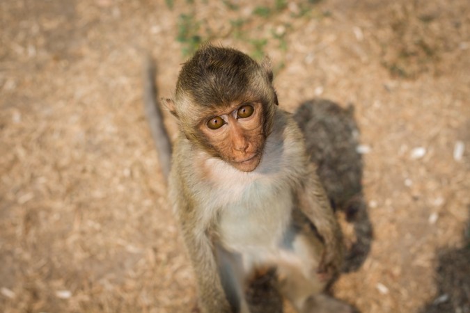 (Picture for representation) The monkey pulled down the tourist's top while it was climbing onto her. Monkey