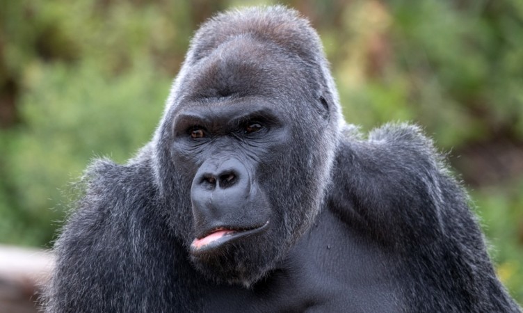 Gorilla Gorilla