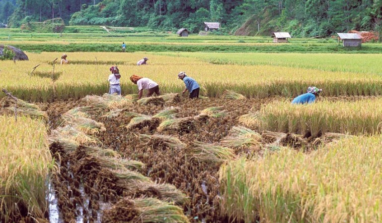 Farm loans equivalent to Rs 10,000 crore are likely to be waived off. Farmers harvesting their paddy