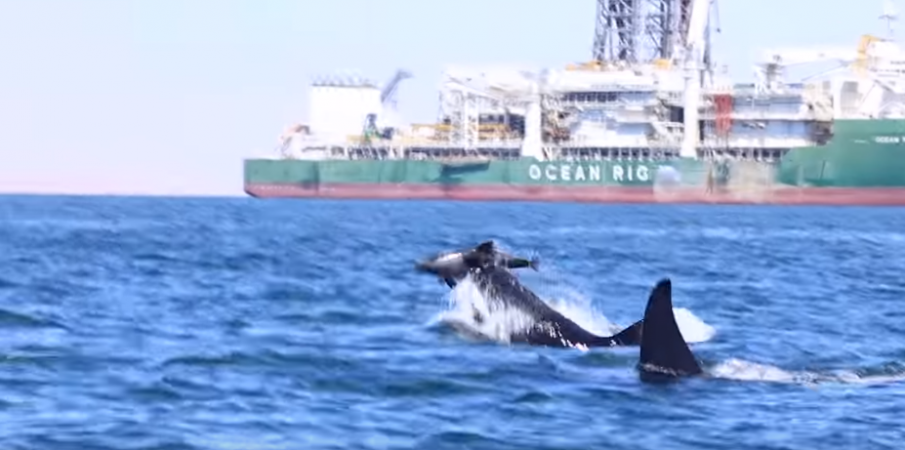 Killer whales attacking a dolphin off the coast of Africa. Killer whales attacking a dolphin off the coast of Africa.