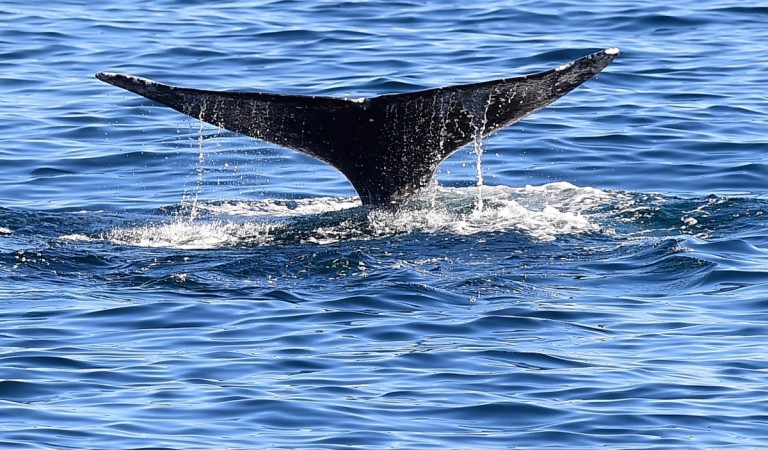 (Picture for representation) Minke whales, which are generally solitary creatures, have been captured in a rare underwater footage. Whale