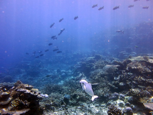The side-to-side movement of the SoFi is an exact mimic of the real fish's movements. robo fish
