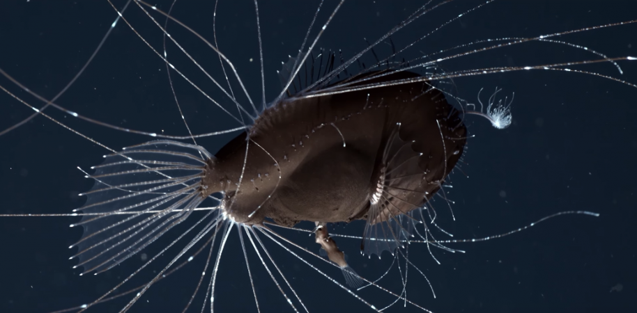 The video shows a female anglerfish looking elegant and majestic with her bioluminescent filaments and fin rays flared up, while the dwarf male is seen clasped tight against her underbelly. This process of a mating pair fusing together is called 'sexual parasitism'. anglerfish mating