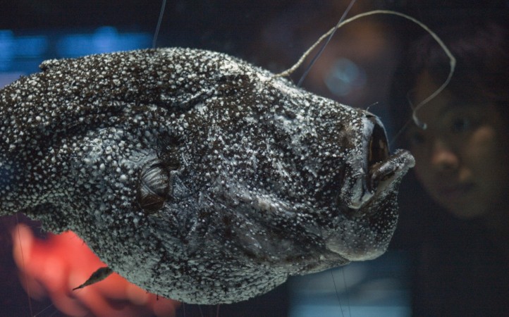 A specimen of Kroyer's deep-sea anglerfish, also known as Ceratias holboelli, at anglerfish specimen