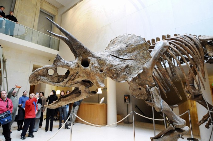 Dinosaur horns like the one seen here were to attract sexual partners Triceratops horns