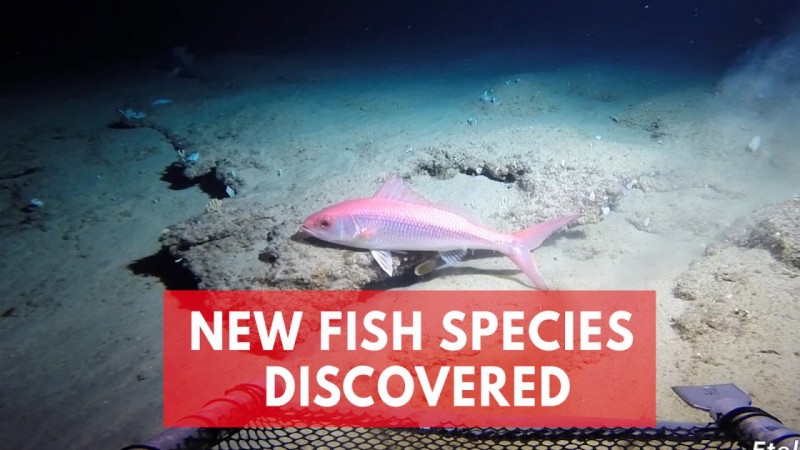   Scientists discover a hidden ocean Twilight zone filled with unknown fishes 