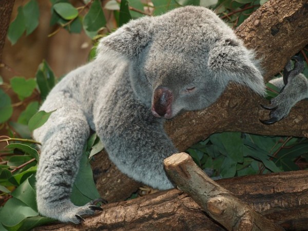 Representational picture of a koala bear. Koala