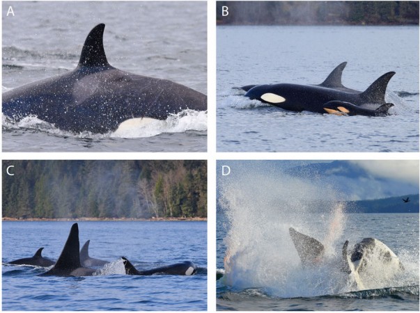 Observations leading to infanticide. (A) Fresh wounds on left flank and kinked spine anterior to dorsal fin on T046B4. (B) T046B with offspring T046B2 and (neonate) T046B5. (C) T068A surrounded by T046B, T046B1 and T046B1A. (D) T046B ramming T068A from below sending spray and blood into the air. Killer whale behavior