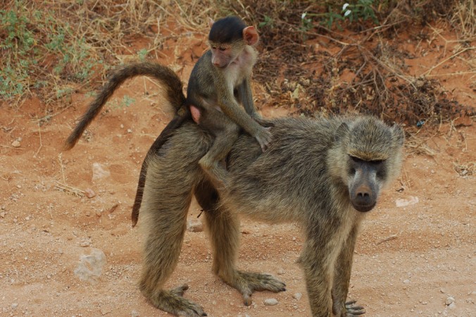 The monkey fled to a jungle with the 16-days-old child. (Representational Image) monkey