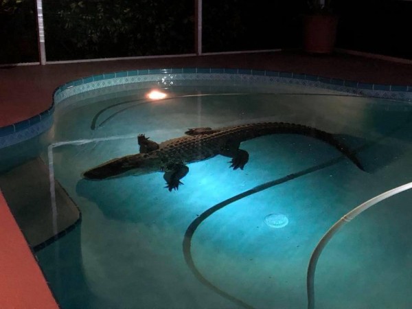A man from Florida found a three-meter alligator in his pool A man from Florida found a three-meter alligator in his pool