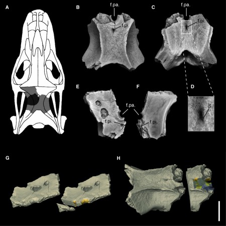 The skull of the Four Eyed lizard Four-eyed Lizard