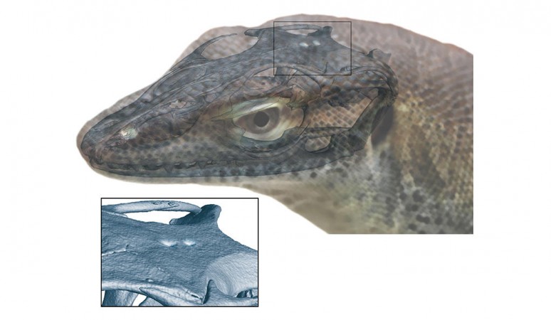 What this lizard might have looked like 34 million years ago Four eyed lizard