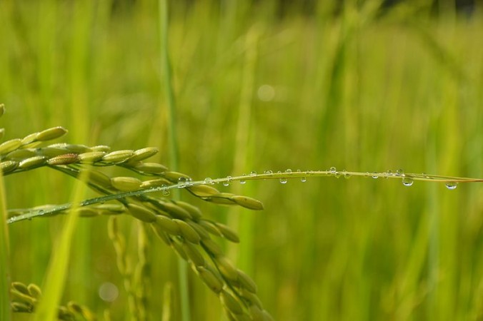 Soon plants might be able to create their own fertiliser Crops