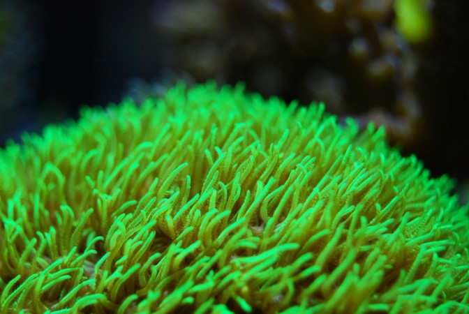 Palytoxin is corals