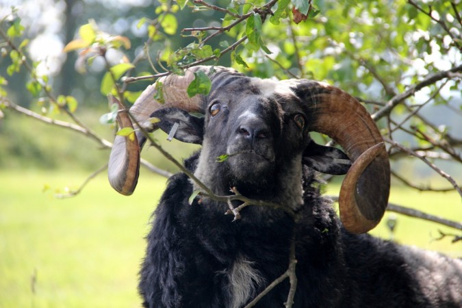 The man who wrestled the animal, said: ram