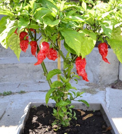 Carolina Reaper Carolina Reaper