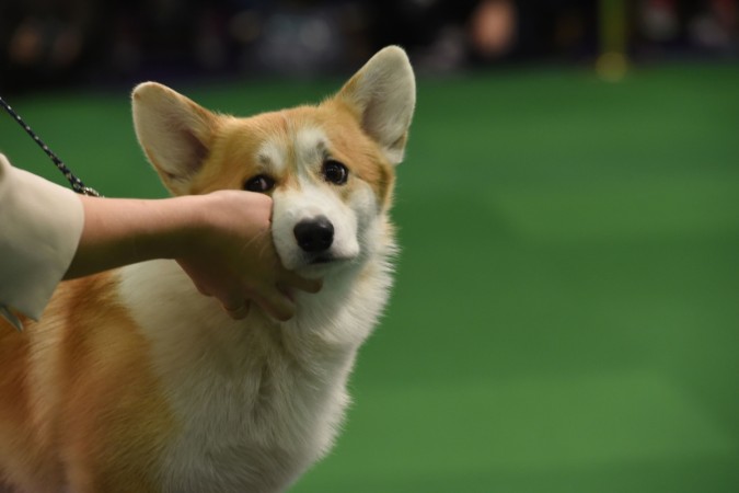Do dogs sense earthquakes before humans do? -Representational image Welsh Corgi
