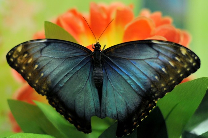 Ancient butterflies of metallic bronze and gold color revealed in study ...