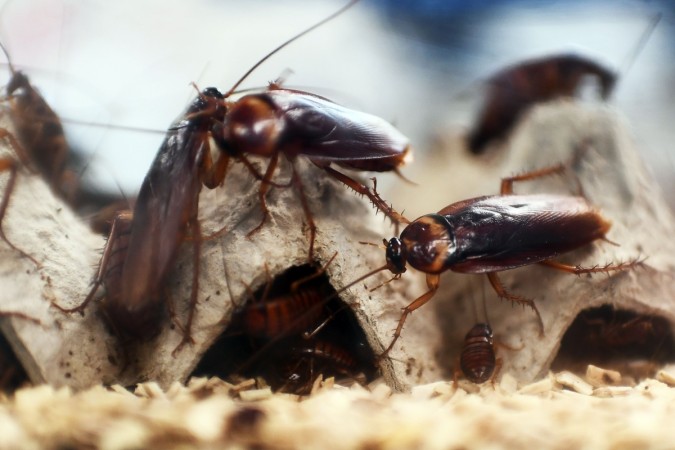 Picture for representation cockroaches