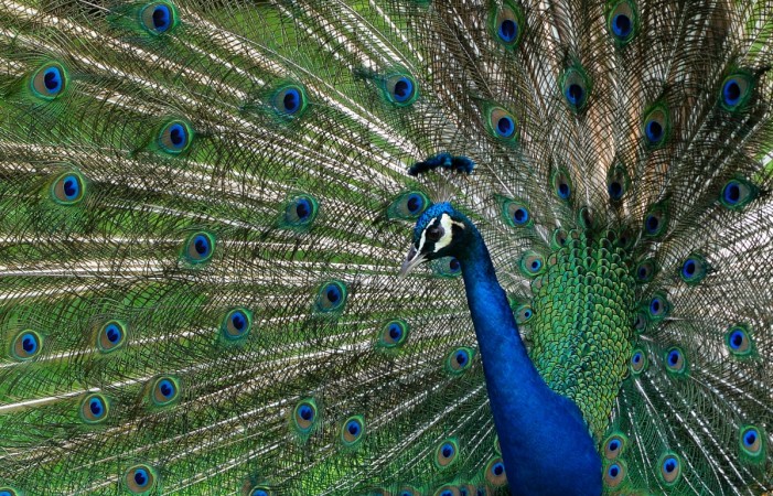 Over a dozen peacocks found dead in Ghaziabad. peacock
