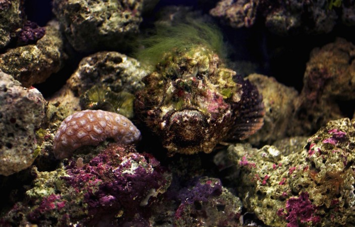Representational picture of a stonefish stonefish