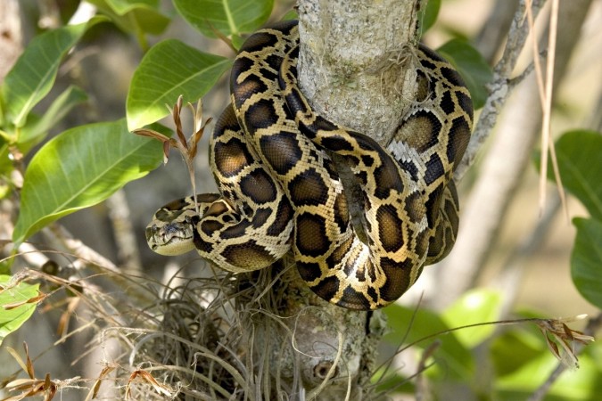 Burmese python with tracking implant leads researchers to biggest burmese python