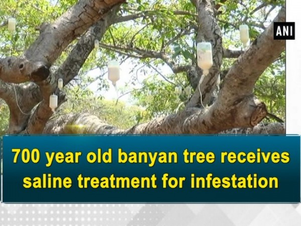 700 year old banyan tree gets saline treatment