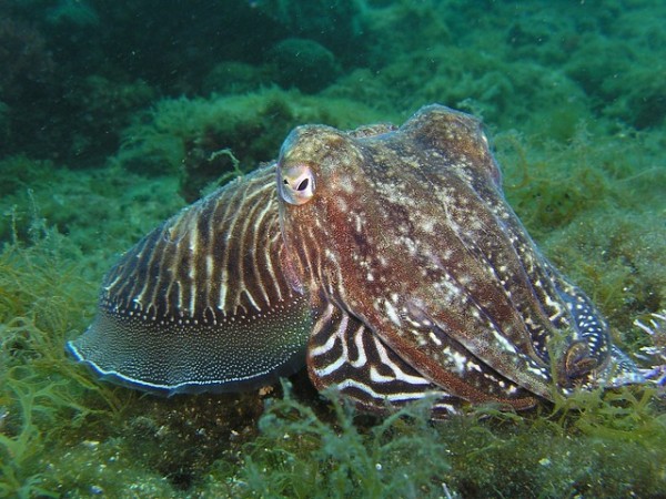 Representational image of a squid Squid