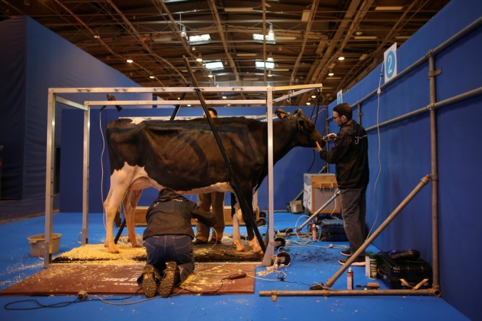 Farmers prepare a Prim'Holstein milk cow at the 2018 Paris International Agricultural Show as work continues on the eve of the opening of the farm show in Paris, France, February 23, 2018. cow