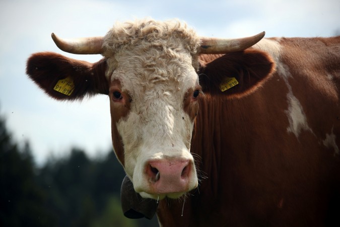 A cow stands on a field on top of the Taubenberg mountain near Warngau, Germany April 23, 2018. cow