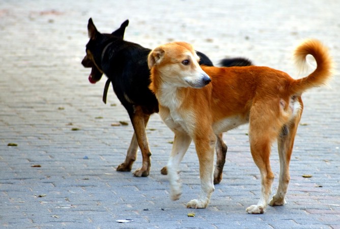 Kolkata man arrested for having sex with dog.(Representational Image) Dogs