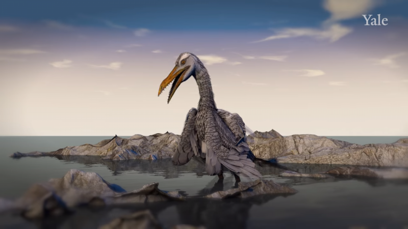 The beak of the stem animal between dinosaur and bird has clues to solve evolutionary mysteries First bird ever