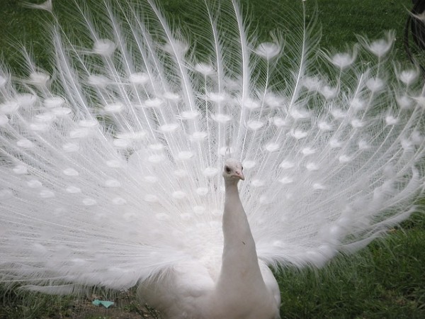 Picture for representation peacock