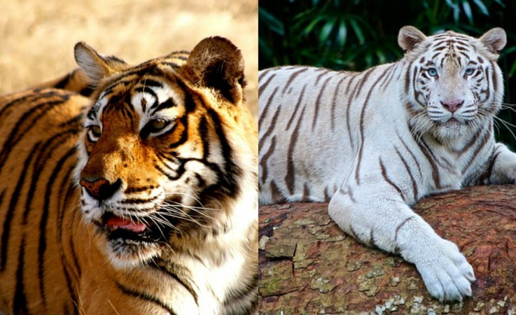Picture for representation Tiger