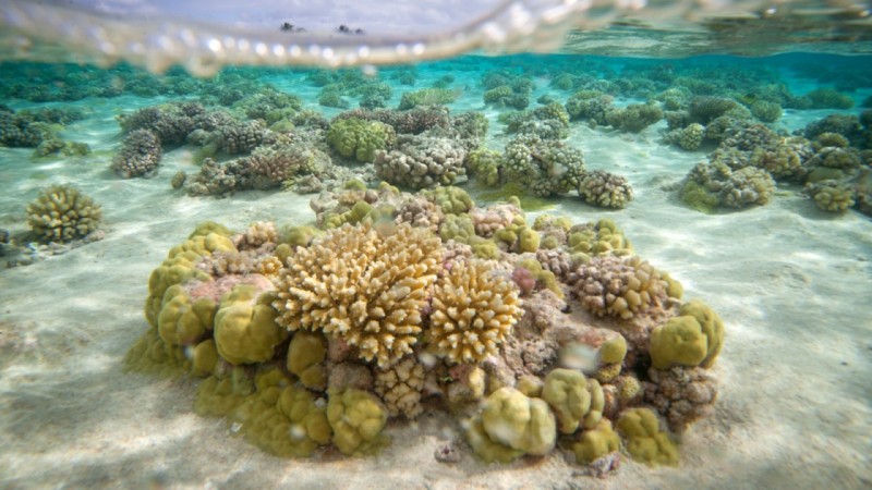 Coral Reefs Cant Keep Up With The Rate Of Climate Change