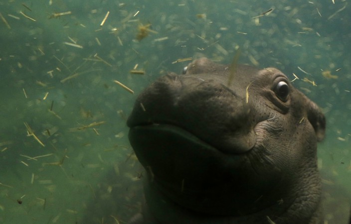 Hippos spend most of the day time in water Hippos