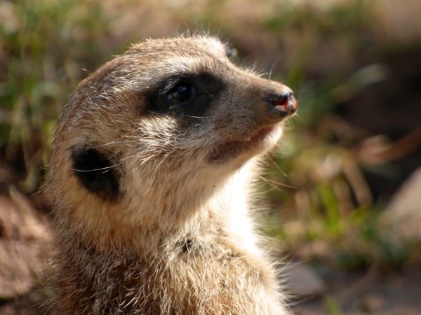 Picture for Representation meerkat