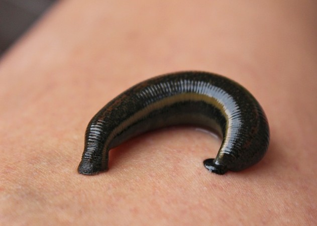 Picture for Representation Leech
