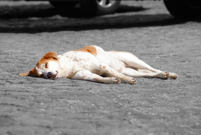 The dog was sleeping on the road in UP when construction workers poured tar on it. (Representational Image) Dog
