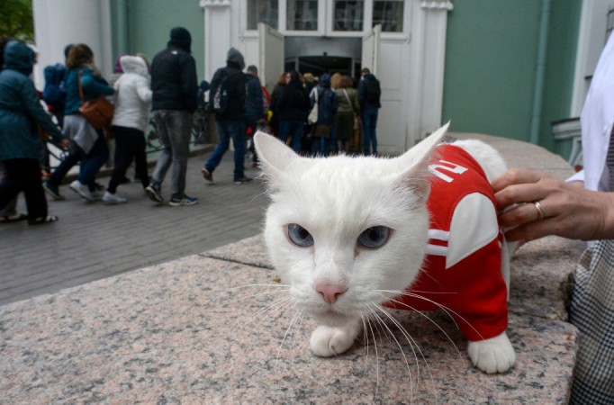 Achilles the cat is Fifa World Cup's official soothsayer. Achilles the cat