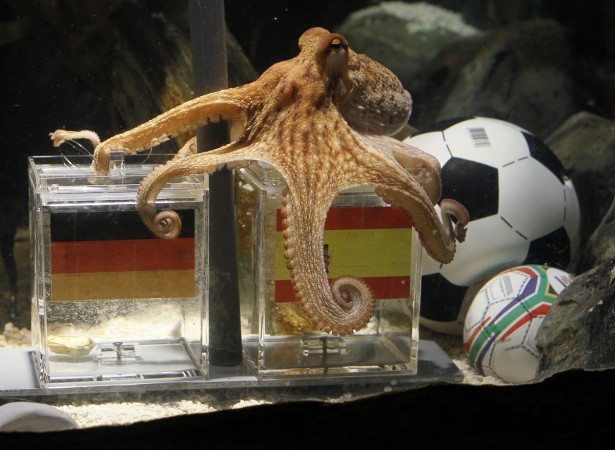 Paul the Octopus became one of the world's most animal soothsayers during Fifa World Cup in 2010. Paul the Octopus