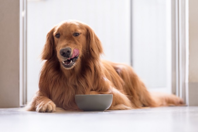 Dogs can read your face!