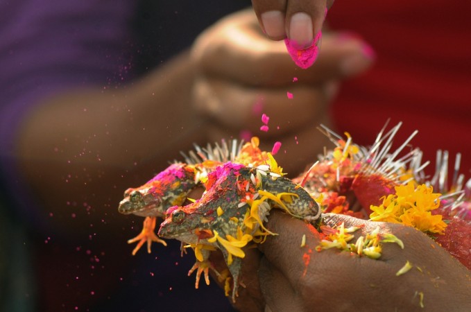 Frog wedding (Representational image) frog wedding